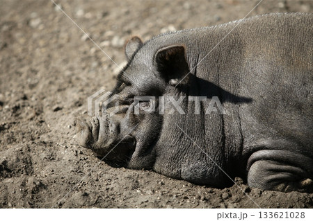 Vietnam pig portrait having a rest Vietnam pig portrait having a rest 133621028