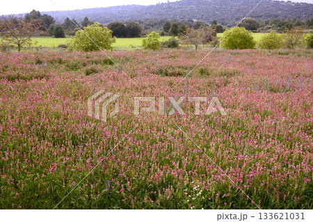 Beautiful Vicia Tinctoria pink flower plant used for natural dye Beautiful Vicia Tinctoria pink flower plant used for natural dye 133621031