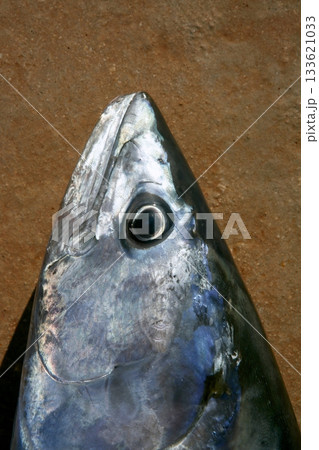 Bonito tuna, Sarda Sarda, close up portrait macro 133621033