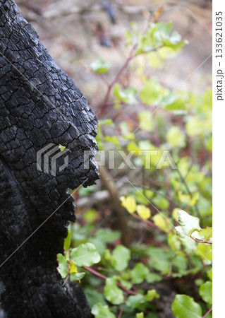 wood coal detail burned forest after fire disaster 133621035