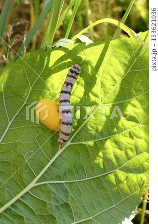 silkworm ringed silk worm cocoon on mulberry leaf 133621036
