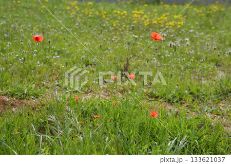 green meadow with red spring flowers 133621037