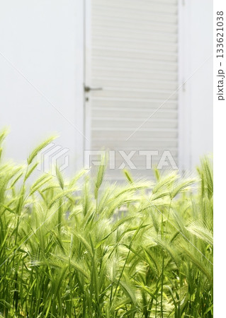 Garden green spikes house white door backgrouund 133621038