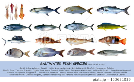 Fish species saltwater clasification isolated on white Fish species saltwater clasification isolated on white 133621039