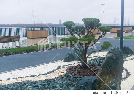 Bonsai on on the embankment on a cloudy day. 133621129
