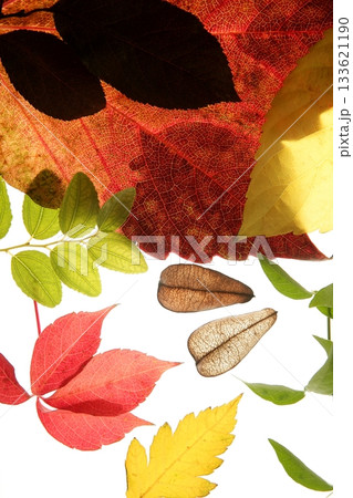 Autumn, fall leaves decorative still at studio white background Autumn, fall leaves decorative still at studio white background 133621190