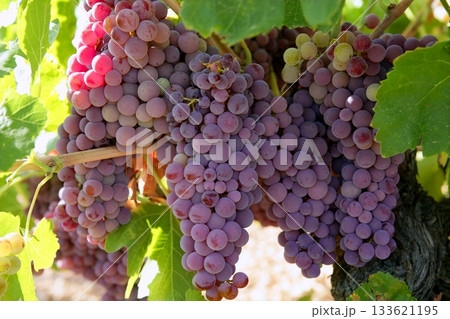 Agriculture wine red grapefruit field 133621195