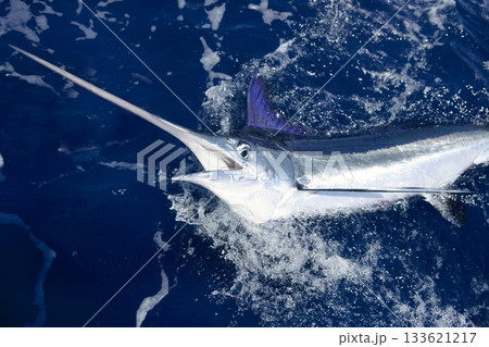 Beautiful white marlin real billfish sport fishing Beautiful white marlin real billfish sport fishing 133621217