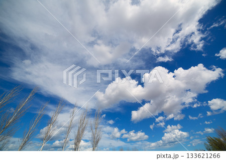 blue dramatic sky in winter with leafless poplar 133621266