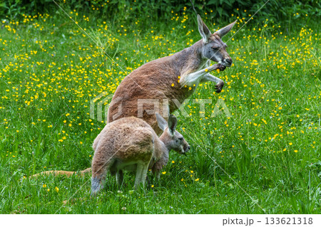 The red kangaroo, Macropus rufus is the largest of all kangaroos and the largest extant marsupial. 133621318