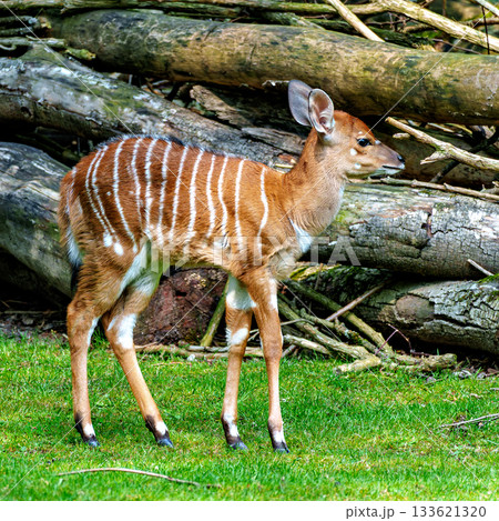 Baby Nyala Antelope - Tragelaphus angasii. Wild life animal. 133621320