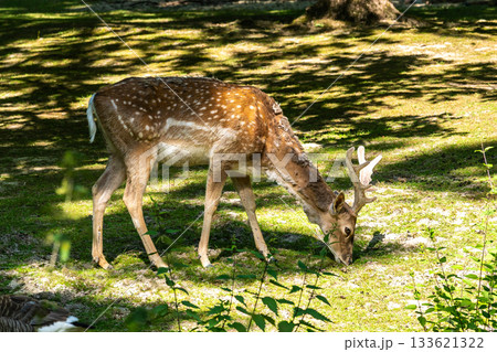 The fallow deer, Dama mesopotamica is a ruminant mammal 133621322