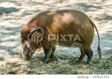Red river hog, Potamochoerus porcus, also known as the bush pig. Red river hog, Potamochoerus porcus, also known as the bush pig. 133621323