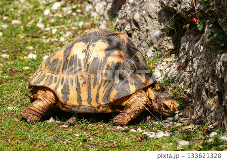 The radiated tortoise, Astrochelys radiata. This species is Critically Endangered and native Madagascar. The radiated tortoise, Astrochelys radiata. This species is Critically Endangered and native Madagascar. 133621328