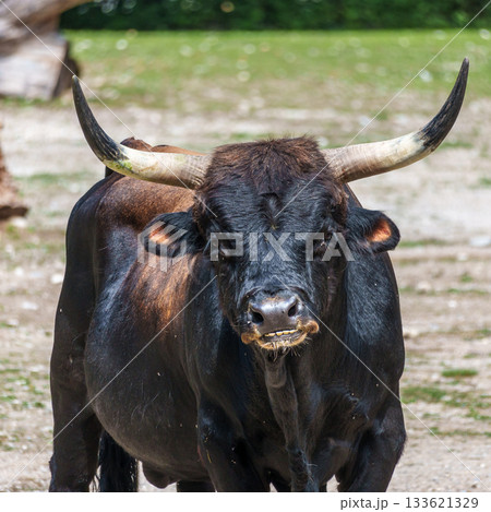 Heck cattle, Bos primigenius taurus or aurochs in a German park 133621329