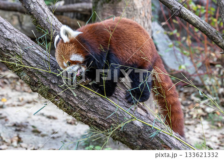 The red panda, Ailurus fulgens, also called the lesser panda. 133621332