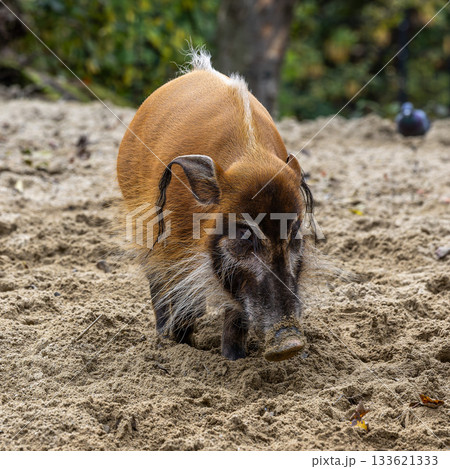 Red river hog, Potamochoerus porcus, also known as the bush pig. 133621333