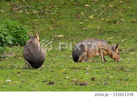 Patagonian Mara, Dolichotis patagonum are large relatives of guinea pigs Patagonian Mara, Dolichotis patagonum are large relatives of guinea pigs 133621336