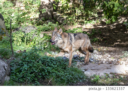 European Grey Wolf, Canis lupus in a german park 133621337
