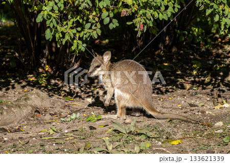 The agile wallaby, Macropus agilis also known as the sandy wallaby The agile wallaby, Macropus agilis also known as the sandy wallaby 133621339