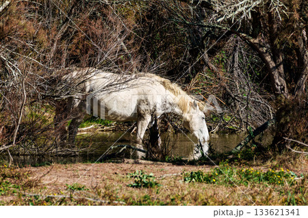 Camargue horses at the Aiguamolls de L'Emporda Natural Park in Girona, Spain 133621341