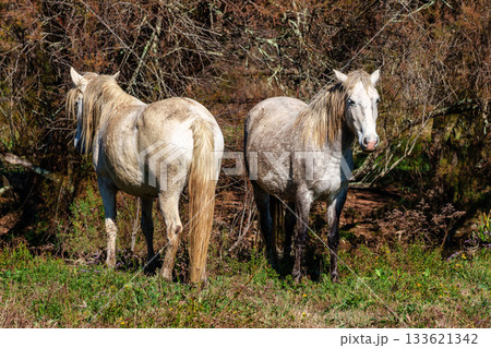 Camargue horses at the Aiguamolls de L'Emporda Natural Park in Girona, Spain 133621342