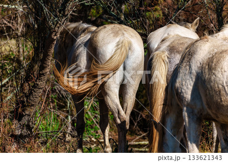 Camargue horses at the Aiguamolls de L'Emporda Natural Park in Girona, Spain 133621343