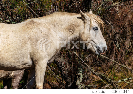 Camargue horses at the Aiguamolls de L'Emporda Natural Park in Girona, Spain 133621344