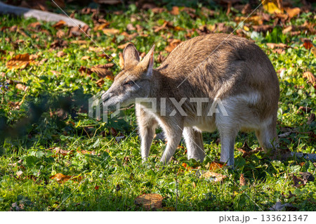 The agile wallaby, Macropus agilis also known as the sandy wallaby The agile wallaby, Macropus agilis also known as the sandy wallaby 133621347