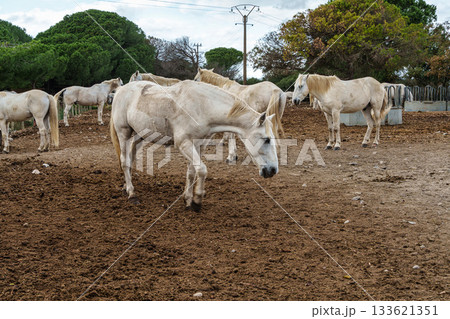 Camargue Horses at Saintes Marie de la Mer in The South of France, Provence-Alpes-Cote d'Azur 133621351