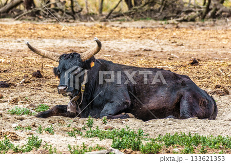 Wild black bull grazing in the fields of the Camargue in Provence, France. 133621353