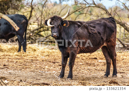Wild black bull grazing in the fields of the Camargue in Provence, France. 133621354