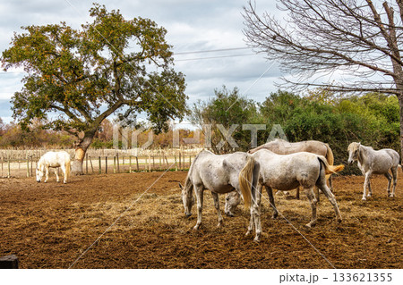 Camargue Horses at Saintes Marie de la Mer in The South of France, Provence-Alpes-Cote d'Azur 133621355