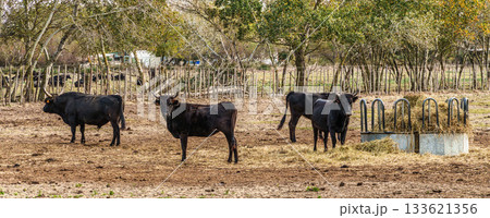 Wild black bull grazing in the fields of the Camargue in Provence, France. 133621356