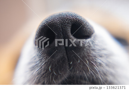 dog's black nose dog's black nose 133621371