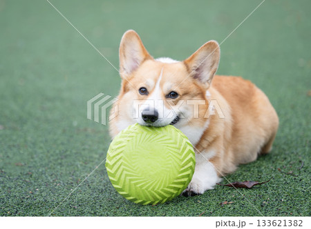 A Pembroke Welsh Corgi plays A Pembroke Welsh Corgi plays 133621382