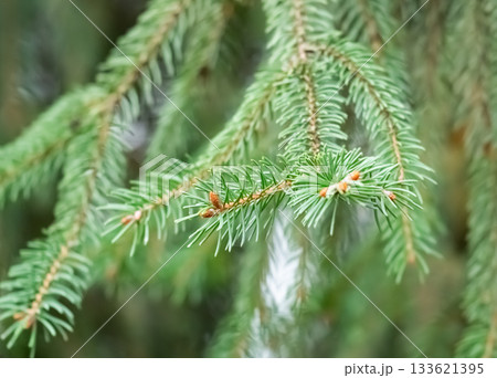 background of spruce branches 133621395