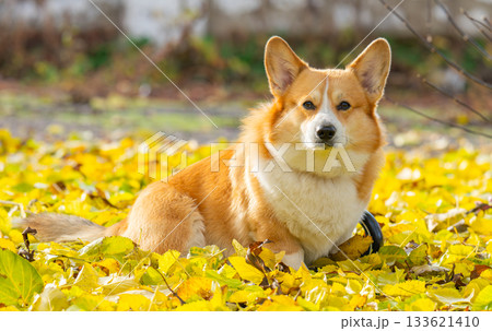 A portrait of a corgi in autumn leaves A portrait of a corgi in autumn leaves 133621410