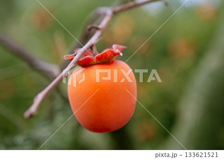 Persimmon fruit detail in vivid orange 133621521