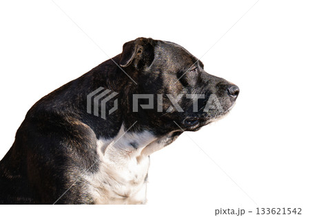 dog on white background dog on white background 133621542