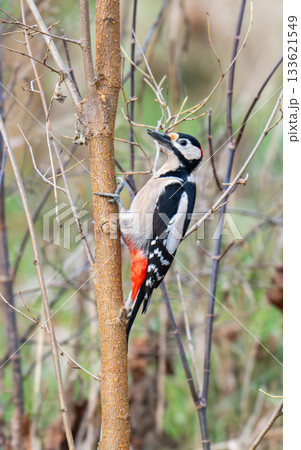 A close-up of a beautiful woodpecker 133621549