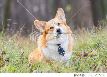 Portrait of a Pembroke Welsh Corgi Portrait of a Pembroke Welsh Corgi 133621552