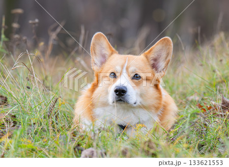 Portrait of a Pembroke Welsh Corgi 133621553