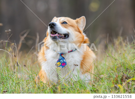 Portrait of a Pembroke Welsh Corgi Portrait of a Pembroke Welsh Corgi 133621558