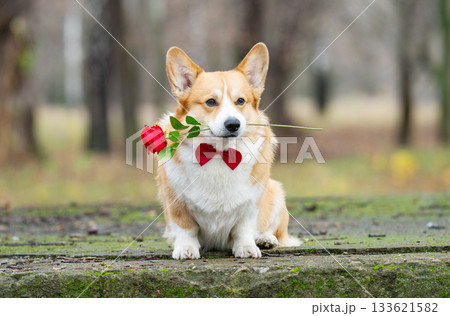 corgi with a red rose for Valentine's Day 133621582