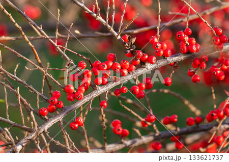 background of red pyracantha berries background of red pyracantha berries 133621737