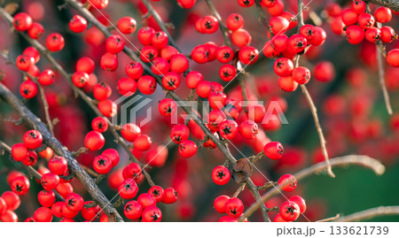 background of red pyracantha berries background of red pyracantha berries 133621739