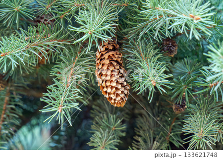 green spruce branches with cones green spruce branches with cones 133621748