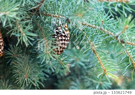 green spruce branches with cones 133621749