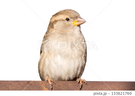 sparrow isolated on a white background 133621760